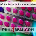 African Black Ant 10